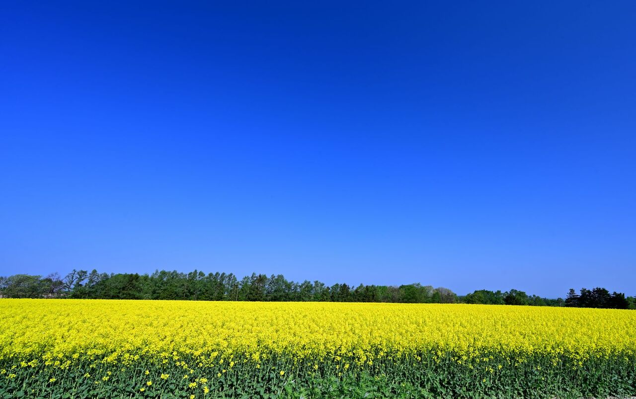 滝川市江部乙町の菜の花祭 22 05 21 北海道 札幌 での新生活徒然