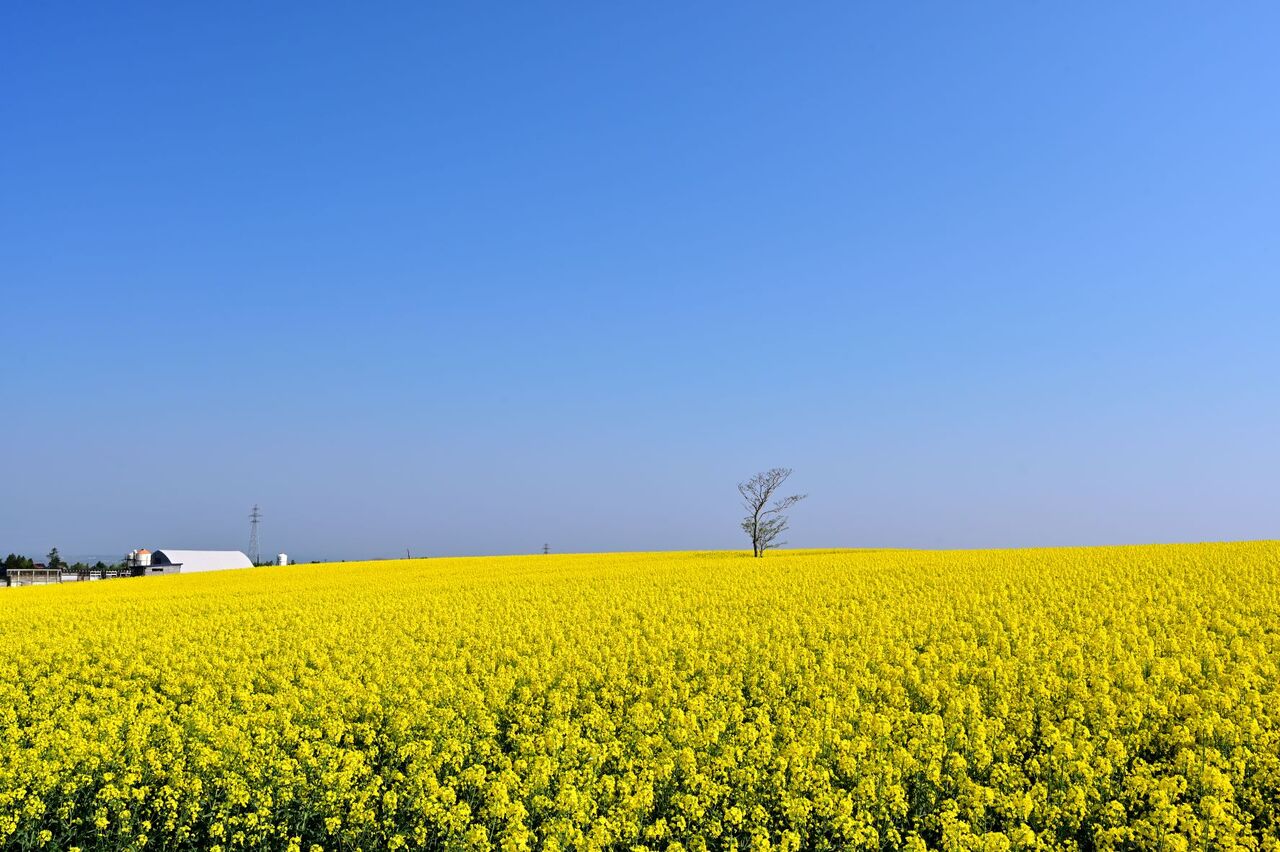 滝川市江部乙町の菜の花祭 22 05 21 北海道 札幌 での新生活徒然