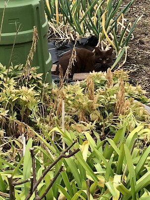 にらみっこ 何処にいるか分かる Ikarlの日記