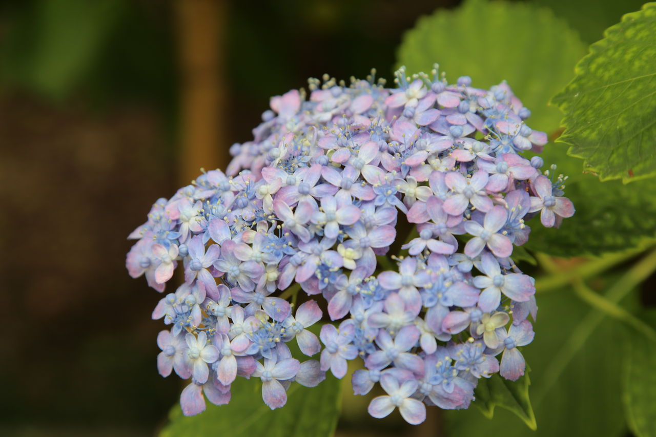 珍しい紫陽花 季節を遊ぶ 珍しい紫陽花 季節を遊ぶ