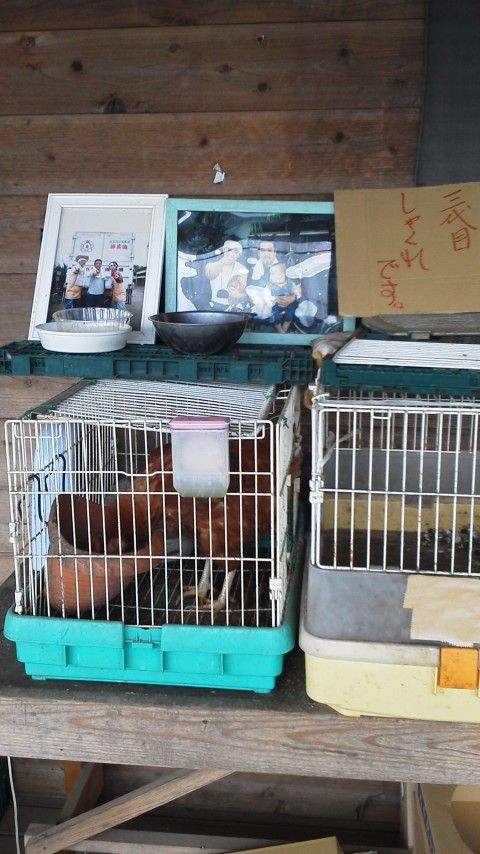 しゃくれの卵 いはちのcp ちゃらんぽらん 倶楽部 しゃくれの卵 いはちのcp ちゃらんぽらん 倶楽部