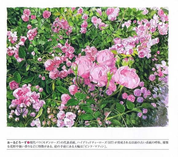 P05オールドローズ