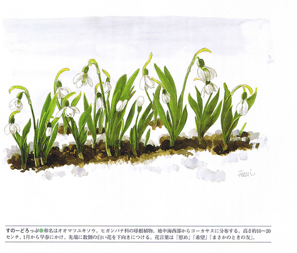 P31スノードロップ