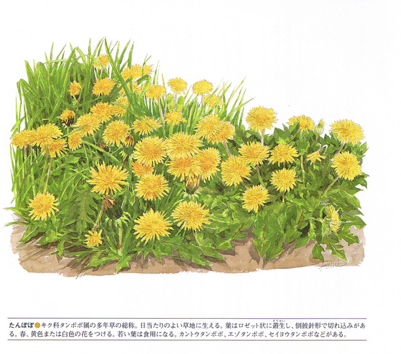 P45蒲公英