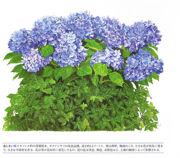 P69紫陽花