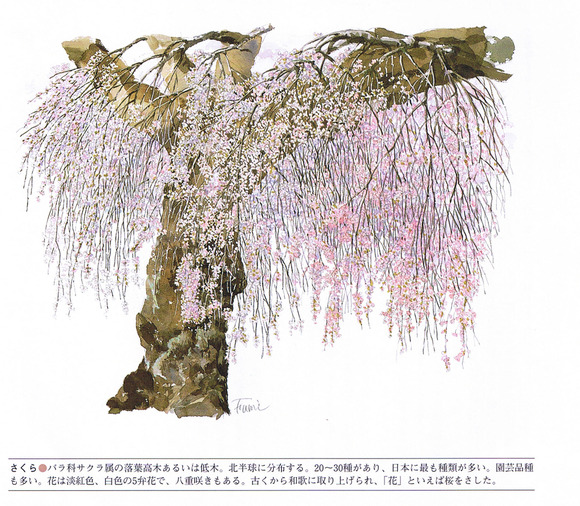P51桜