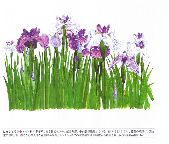 P59花菖蒲
