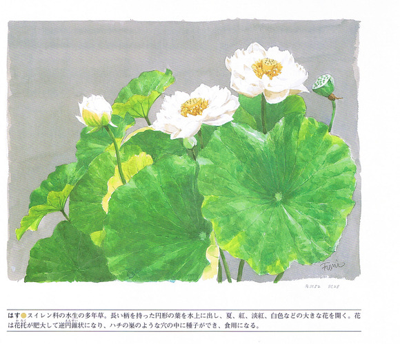 P79蓮