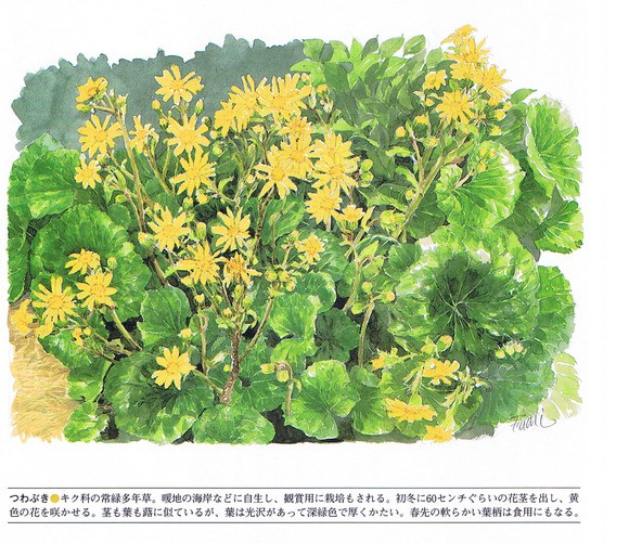 P23石蕗