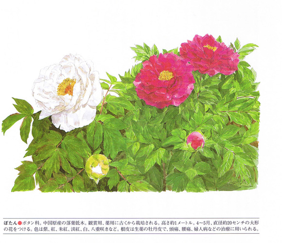 P57牡丹