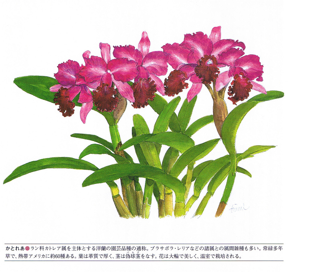 花の文化史11 カトレア 池田香代子ブログ