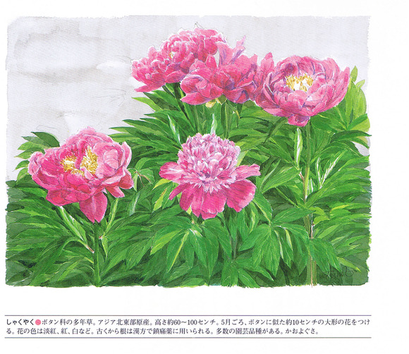 P77芍薬