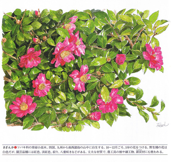 P15山茶花