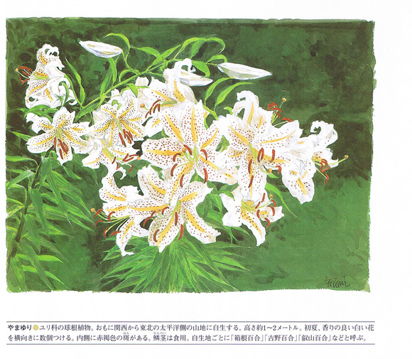 P75山百合