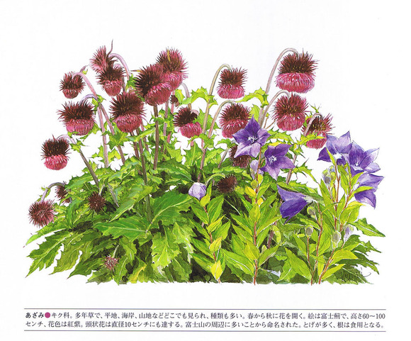 P07薊