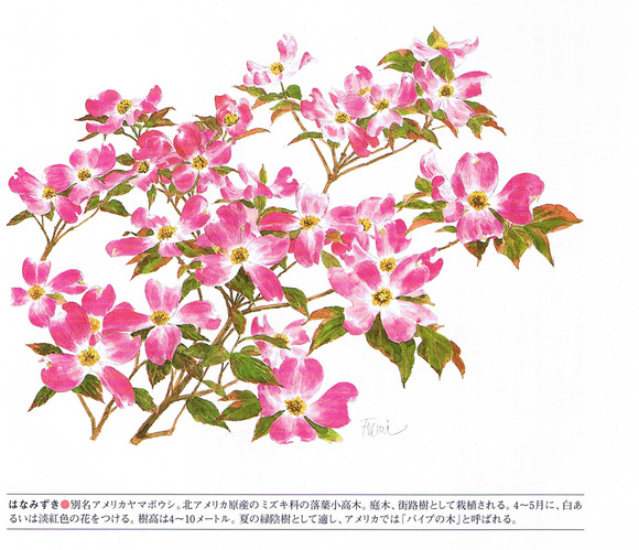 P55花水木