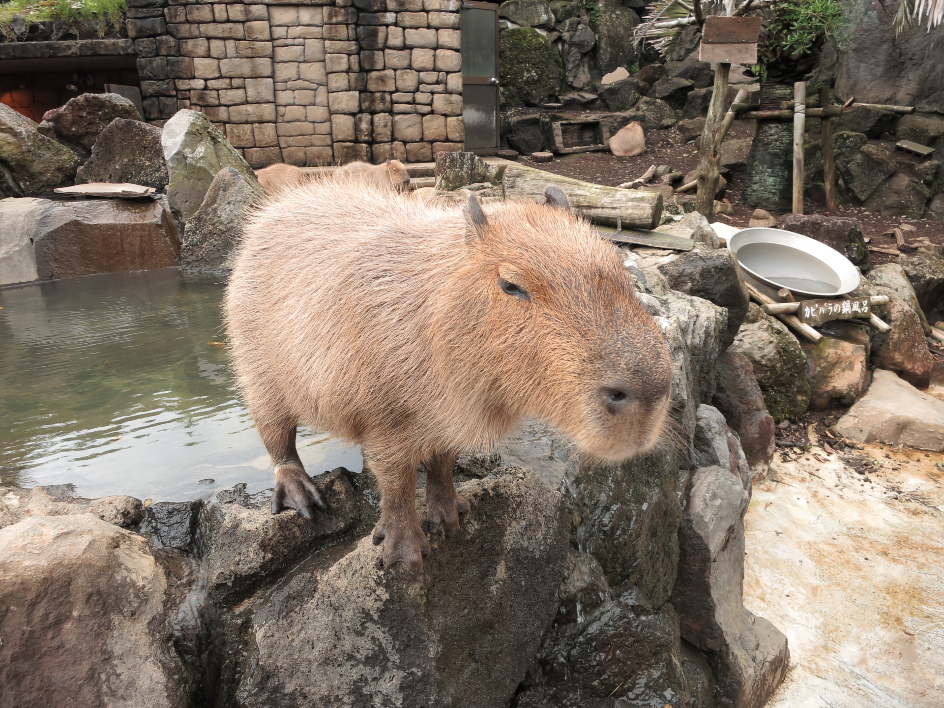 最高の壁紙コレクション ぜいたくカピバラ 温泉 壁紙