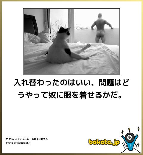 猫のボケて とりあえず Blog 猫のボケて とりあえず Blog