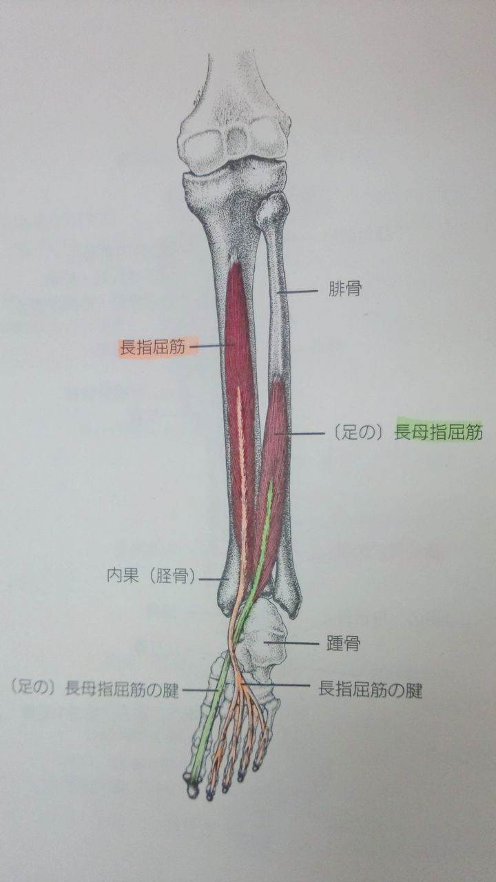 足のトレーニング 15 トレーニング前のメンテナンス 3 いけちゃんのblog 練馬区関町の池島接骨院 院長日記 バレエ テーピング 足底板など