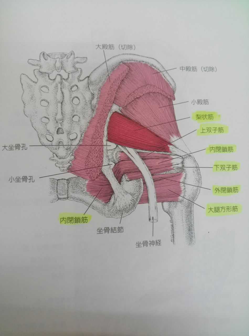 色々な足 7 ローリング いけちゃんのblog 練馬区関町の池島接骨院 院長日記 バレエ テーピング 足底板など