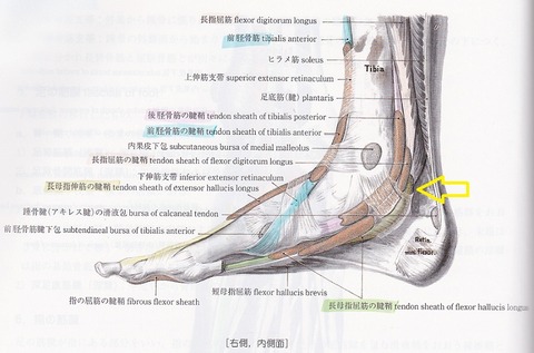 足の腱鞘2 - コピー (2)