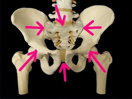 骨盤前面kansetu