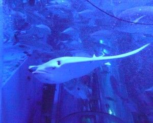 20080818_162949_0.jpg 20080818_162949_0.jpg