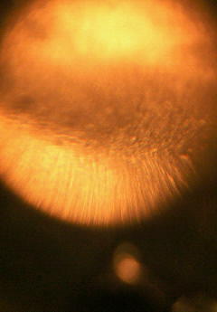 NEC_0036.JPG NEC_0036.JPG