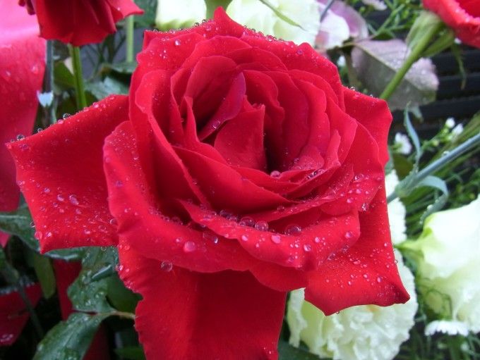 RIMG0718.JPG RIMG0718.JPG