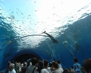 20080818_141315_0.jpg 20080818_141315_0.jpg