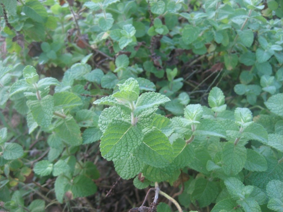切っても切っても増えるミント 石垣島で暮らす