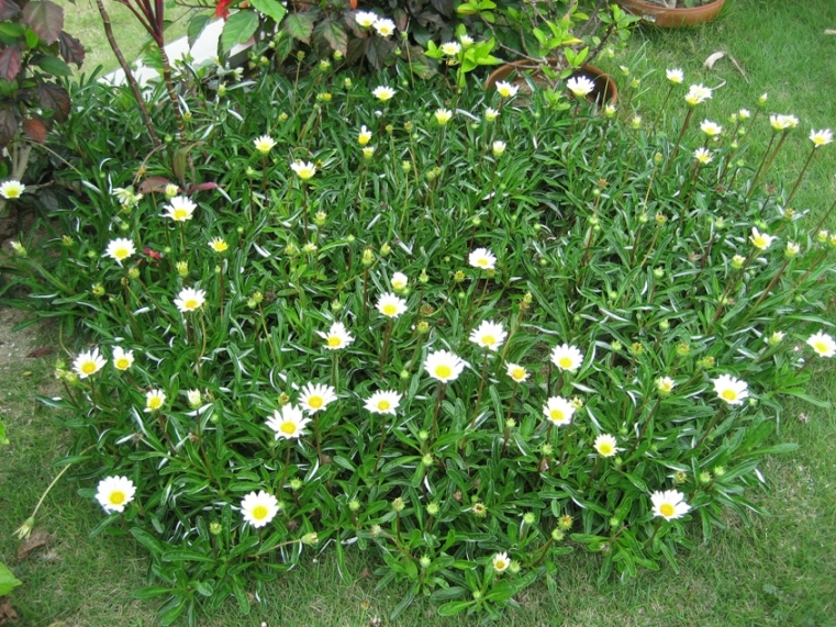 年中咲く花 ガザニア 石垣島で暮らす