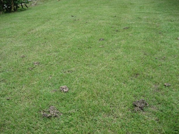 フンガイ 石垣島で暮らす