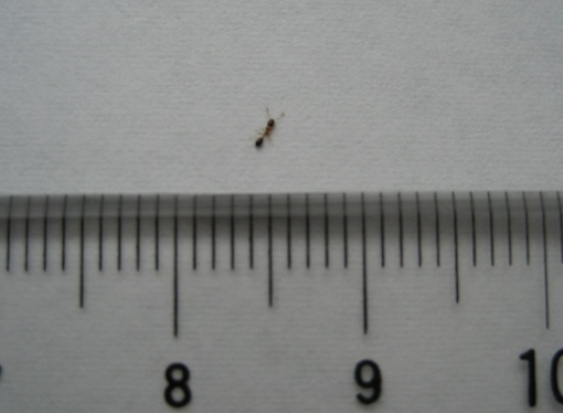 大切な時計が故障した原因は 石垣島で暮らす