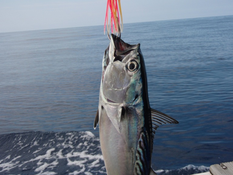 海の幸 カツオ釣り 石垣島で暮らす