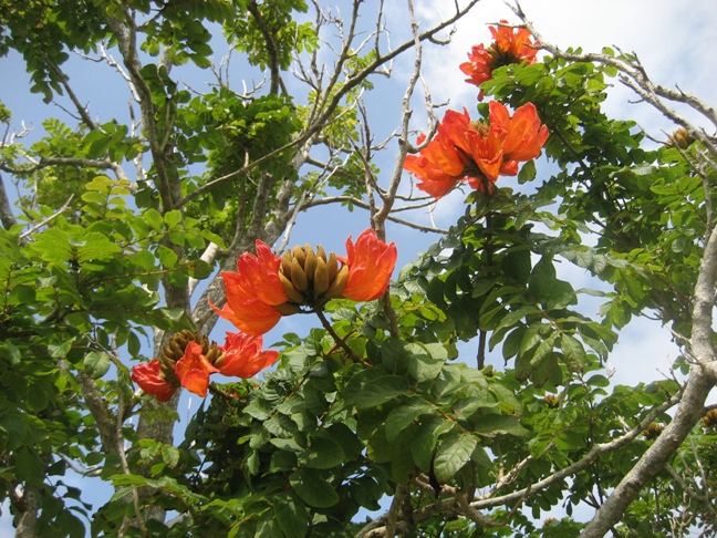 世界三大花木の一つ カエンボクの花 石垣島で暮らす