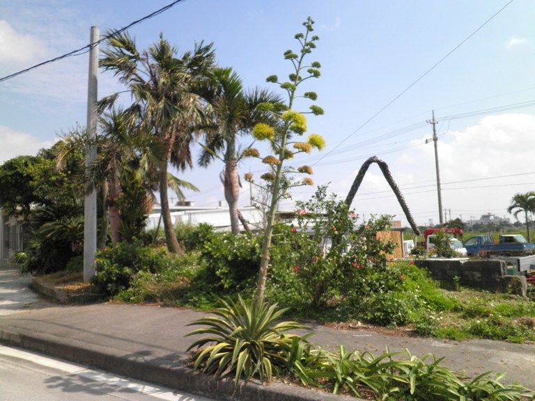 石垣島で暮らす