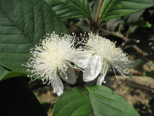 グァバの花と収穫 石垣島で暮らす