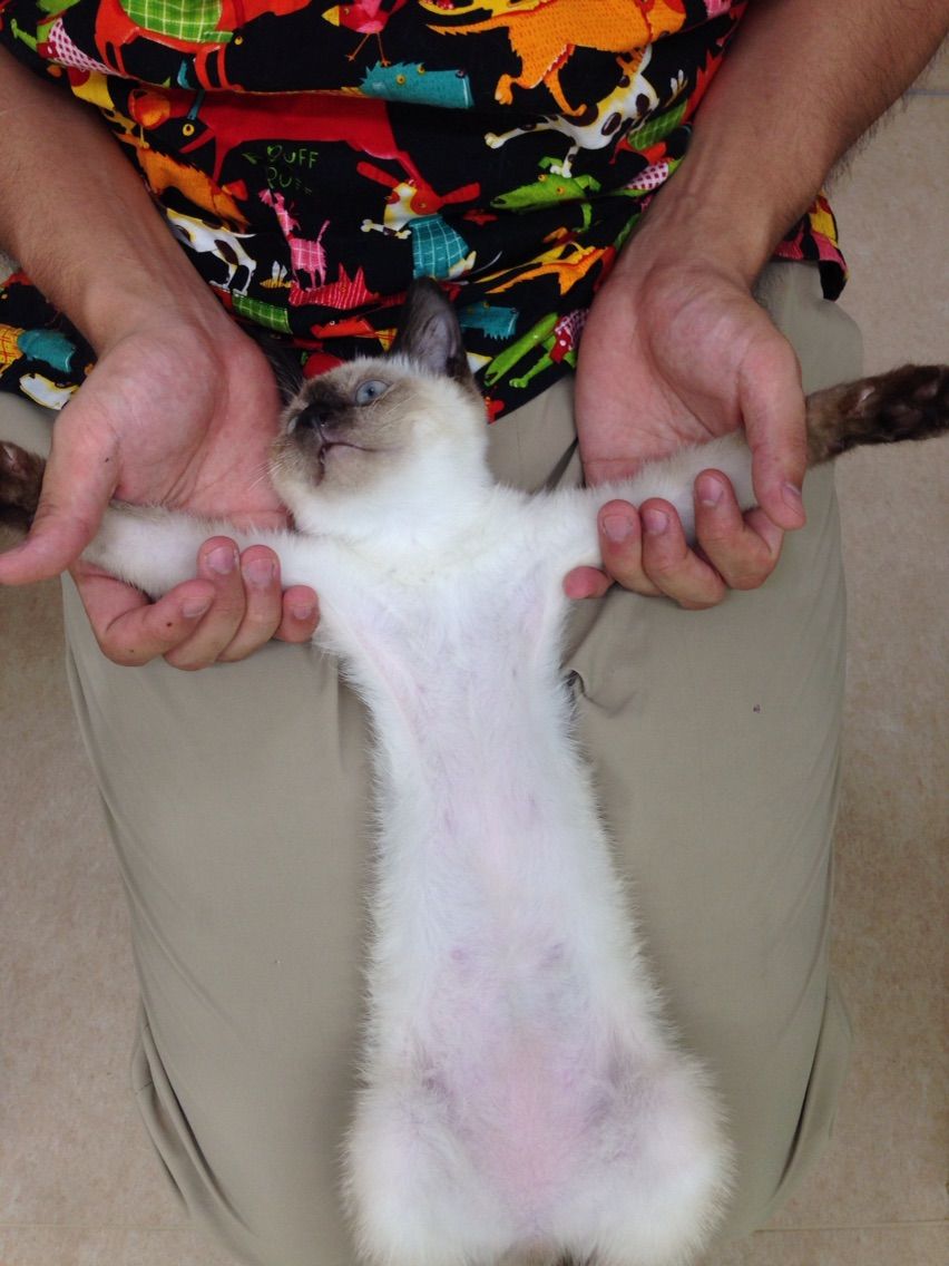 猫ちゃんの爪切り方法のコツ 大事なのはタイミングと準備 そして嫌がる前に終わる引き際 いけの動物病院のブログ 猫ちゃんの爪切り方法のコツ 大事なのはタイミングと準備 そして嫌がる前に終わる引き際 いけの動物病院のブログ