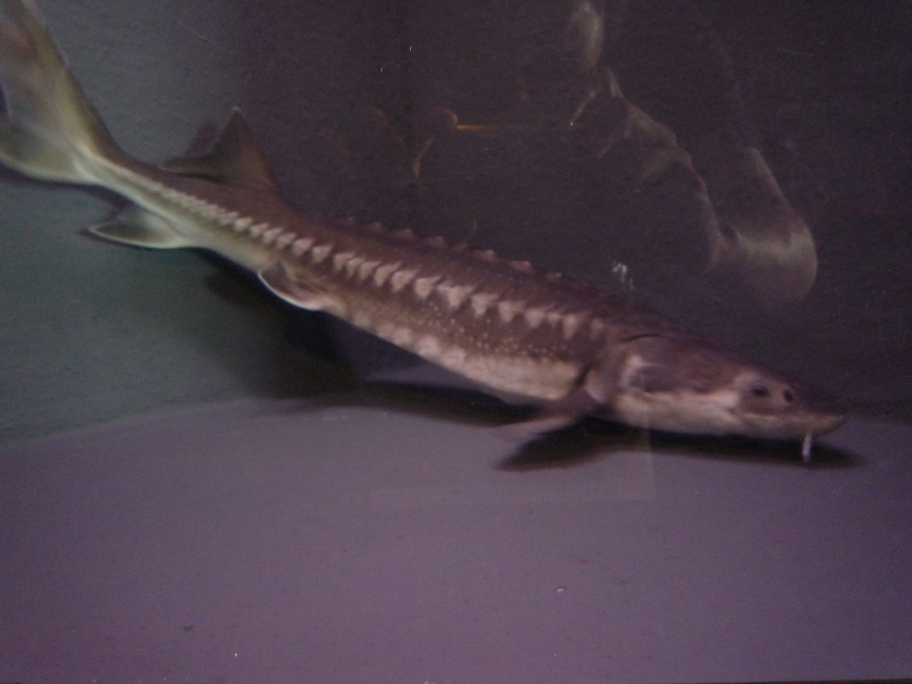 高原にある水族館 白樺湖の観光情報 池の平ホテルblog