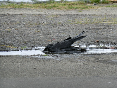 カラスの行水