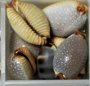 CIMG0742 - コピー