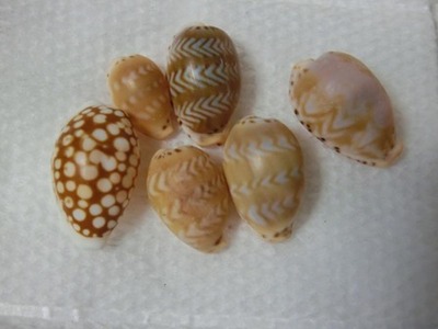 アジロとカノコ