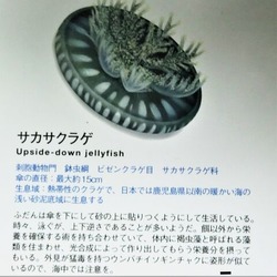 CIMG0996