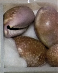 CIMG0742 - コピー (2)