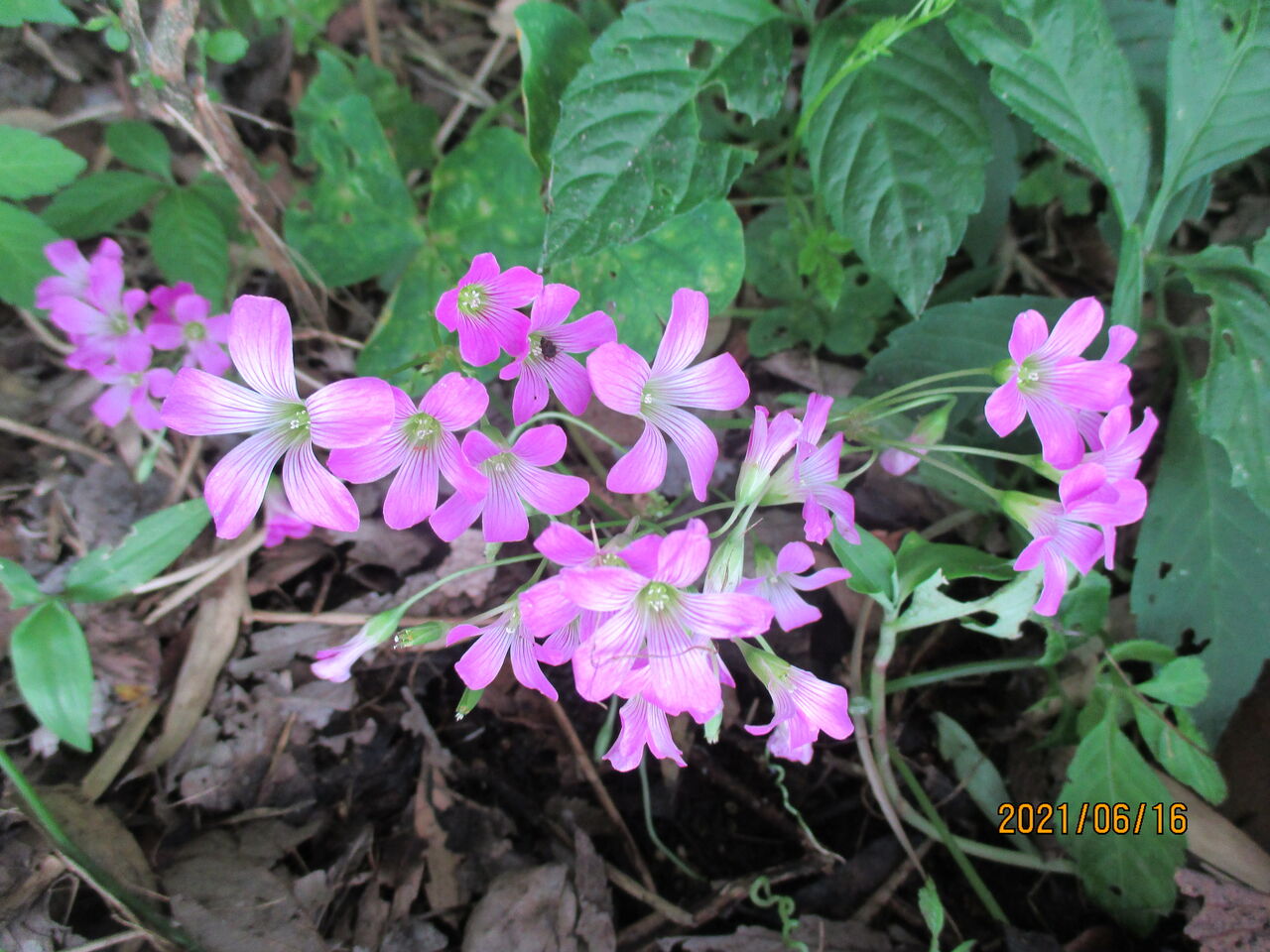 近くの雑木林の林縁でムラサキカタバミの花を見つけました 池ちゃんの自然観察