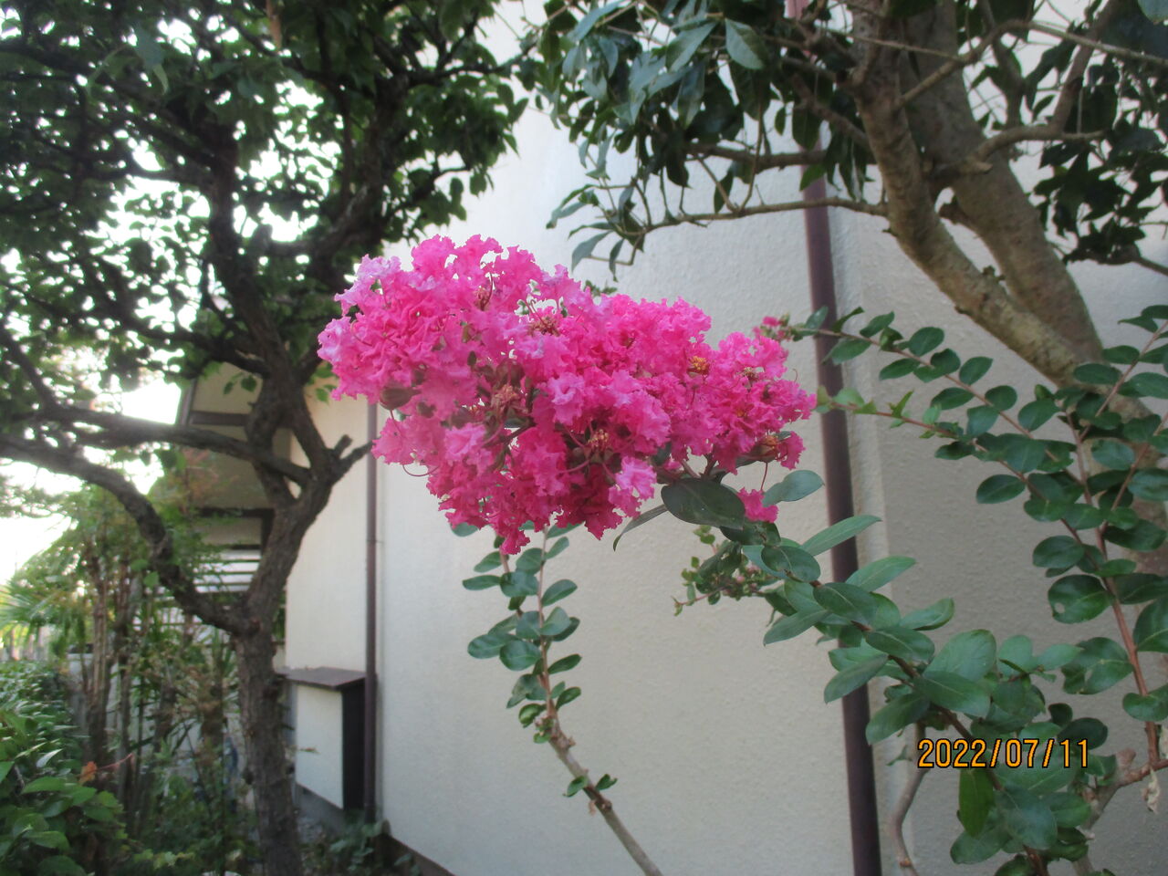 近くではサルスベリやムクゲの花が咲き始めました 池ちゃんの自然観察