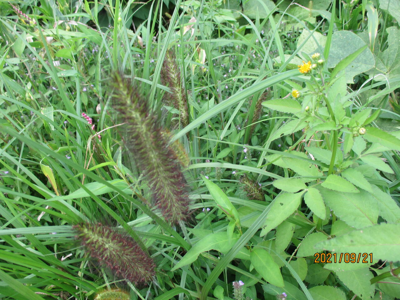 秋の野道で エノコログサ コセンダングサ ジュズダマ イヌタデ クズの花などを観察しました 池ちゃんの自然観察