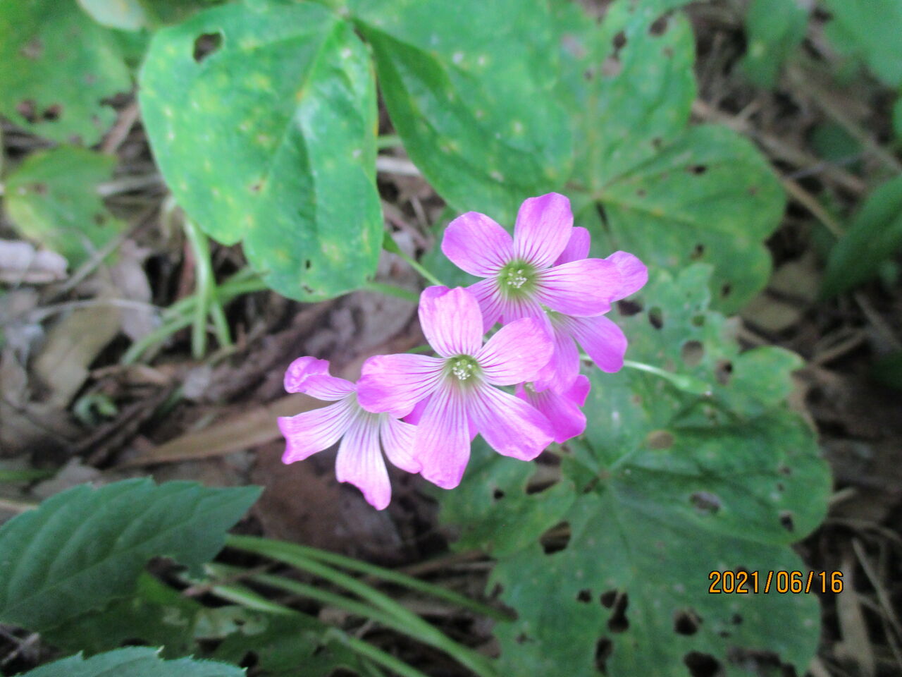 近くの雑木林の林縁でムラサキカタバミの花を見つけました 池ちゃんの自然観察