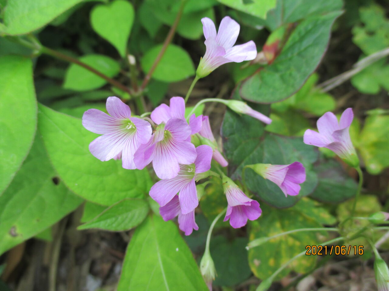 近くの雑木林の林縁でムラサキカタバミの花を見つけました 池ちゃんの自然観察